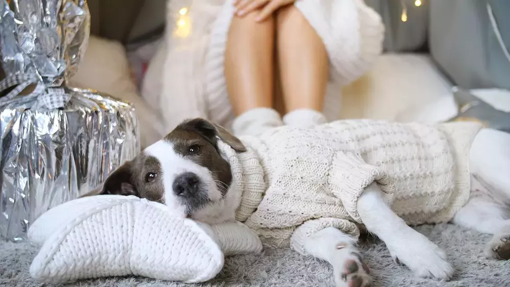 Turn Your Old Sweater into a Cute Pet Jacket This Winter! 